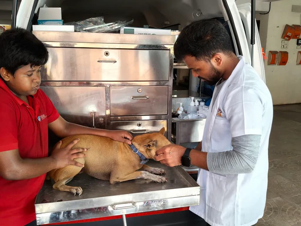 An AlwaysCare vet and a young volunteer treating a dog on the ambulance’s treatment table
