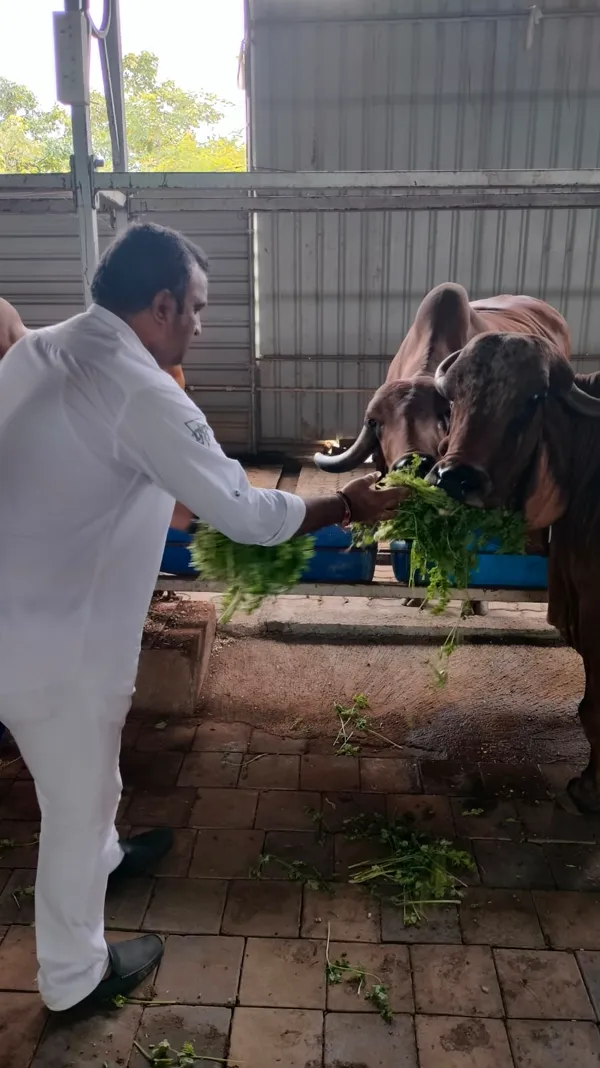 Jeevlaya cow feeding in Matunga